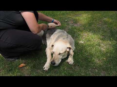 Come usare il prodotto sul cane - la schiena