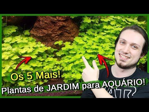 , title : '5 plantas de JARDIM para por em AQUÁRIO!'