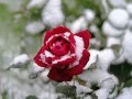 PAT BOONE - Red Roses For A Blue Lady 