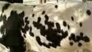 preview picture of video 'ALLAH MUHAMMAD (S.A.W.W) Printed on ox skin'