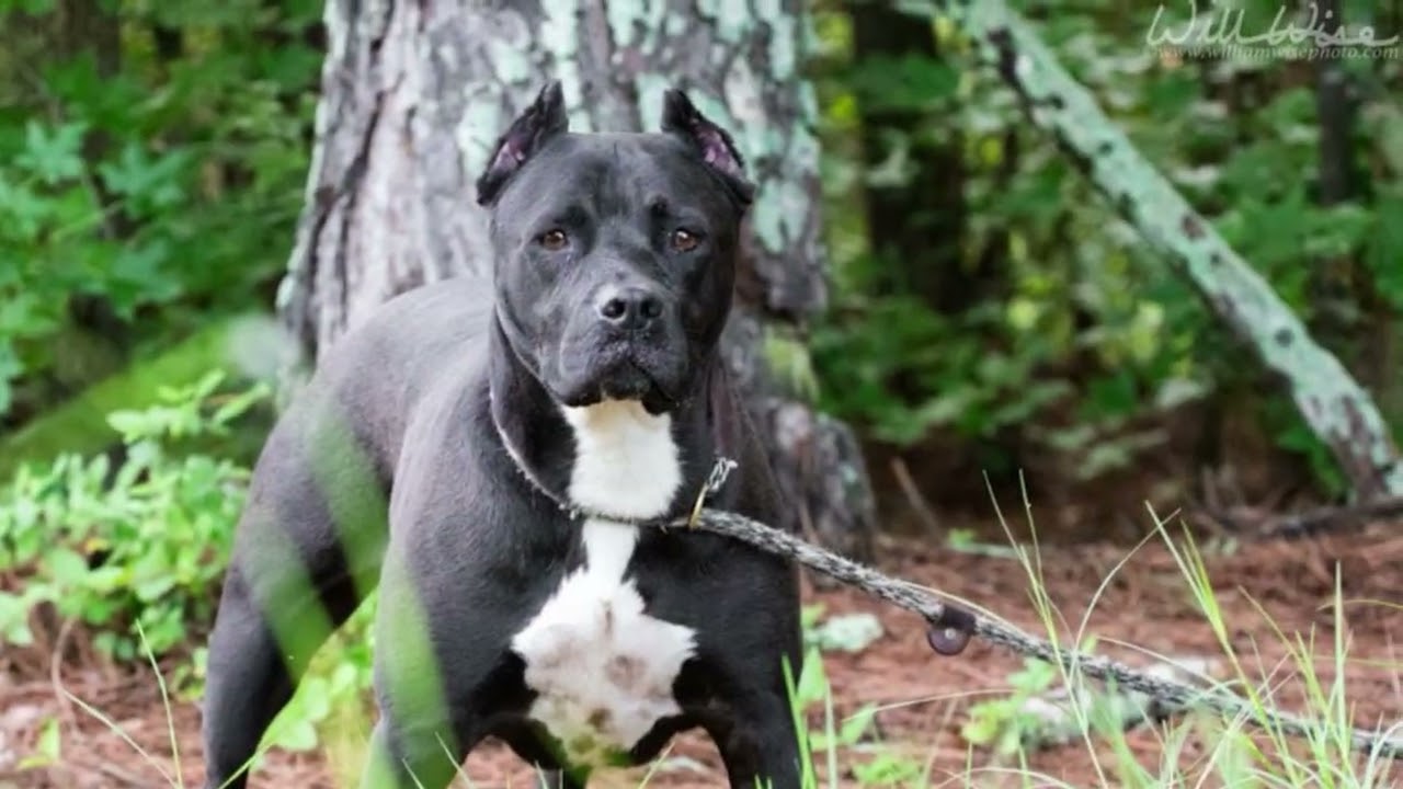 Diamond, a ADOPTABLE Pit Bull Terrier in Monroe, GA video 6/6