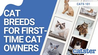 16 Best Cats for First Time Owners (vet answer) | CAT BREEDS 101