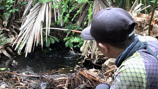 Download lagu Mancing dirawa-rawa saat hujan banyak ikan kelaparan  #SG-429 mp3