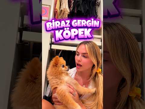 Gidemezsin DİYORUM! 🐶