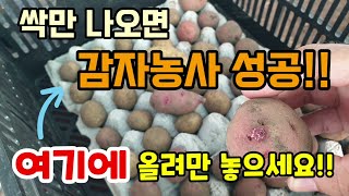 싹만 나오면 감자농사 성공 씨감자를 계란판 위에 올려만 놓으세요 감자싹이 나오면 감자농사 절반하신거예요 가을…