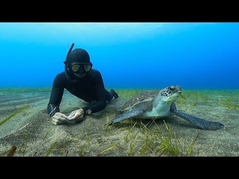 Apnea con tortugas thumbnail