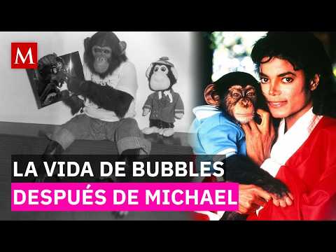 ¿Qué pasó con Bubbles? El chimpancé de Michael Jackson 👀 #michaeljackson #bubbles #thriller #musica