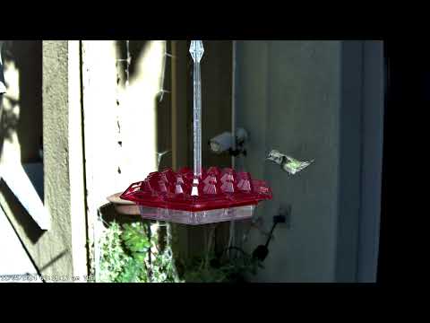 Young male Anna's hummingbird on Tuesday, Nov 05, 2024 at 08:13 AM