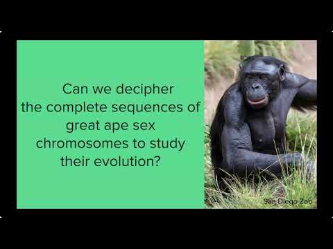 The Complete Sequence and Comparative Analysis of Ape Sex Chromosomes | The Makova Lab at Penn State