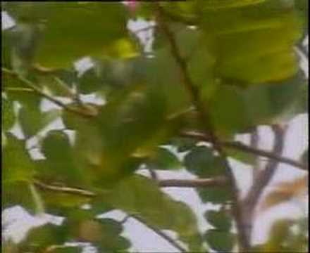 Bunga Bakung Yang Di Lembah (Masnait Group)