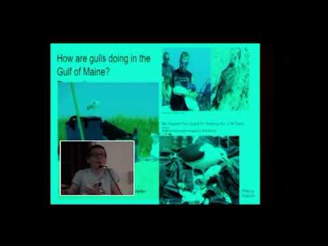 The Secret Lives of the Gulls of Appledore - Jun 2019