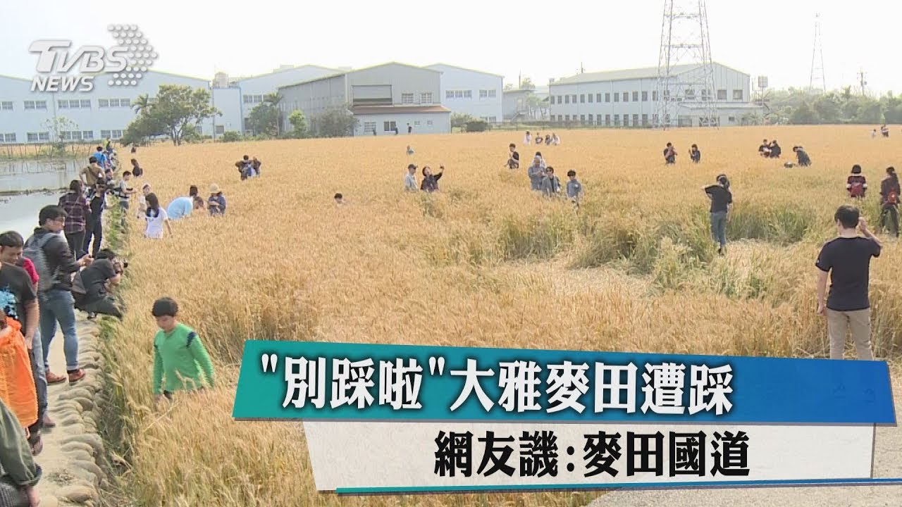 「別踩啦」大雅麥田遭踩 網友譏:麥田國道