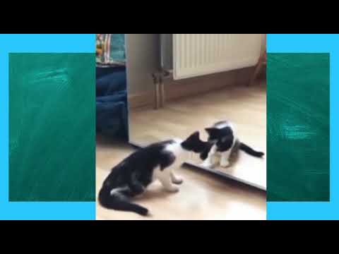 #Cute Cat #Fun Music#Ghazal Entertainment Tv.