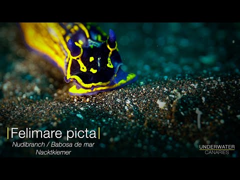 Felimare picta