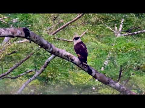 HALCÓN REIDOR, Las MÁS BELLAS AVES DE COSTA RICA