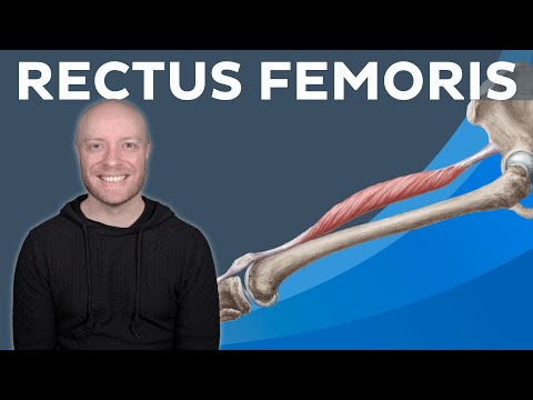 Rectus femoris muscle: Anatomy and functions | Kenhub