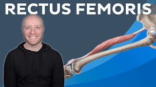 Rectus femoris muscle: Anatomy and functions | Kenhub