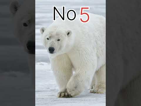 👀Top 10 Types of Carnivores🌎#shorts #youtubeshorts #trending