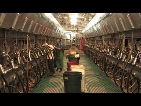GEA Farm Technologies - Magnum 90i Parallel Parlor Stall
