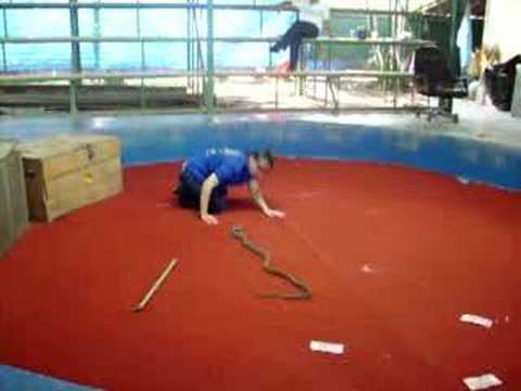 jumping snake
