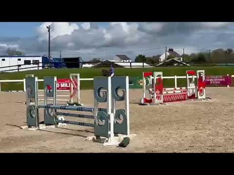 Exceptional small working Hunter Connemara - Image 2
