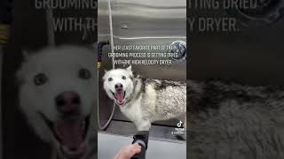 Screaming Husky Gets Groomed | Aggressive Howling Husky | Husky Grooming #dogvideos #husky