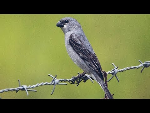 Kňažík popolavý (Sporophila plumbea) — starostlivosť, voliéra a kŕmenie