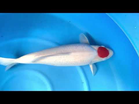 JKS-447 Tancho Kohaku 63 cm