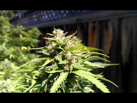 True Og flowering Update!!!! 9/3/2011