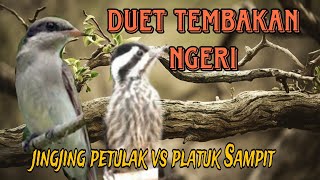 Download lagu platuk Sampit vs jingjing petulak tembakan panjang dan jernih mp3