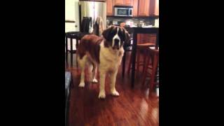 Saint Bernard argues with mom for Bread