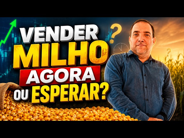 Vender milho agora ou esperar?