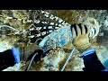 Giant Tropical Rock Lobster Commercial Diving Shown By A Professional