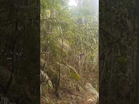 Caminhada nas trilhas em Boqueirão do Thomas, Santa Leopoldina, Espírito Santo.