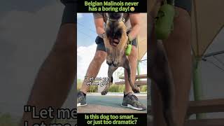 Nobody warned me about owning a Belgian Malinois! 😂✨#Malinois#FunnyDog#DogComedy#DogLover