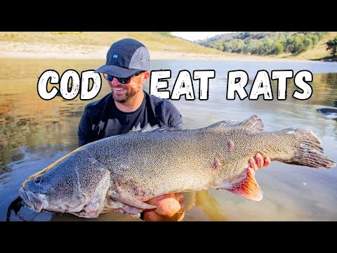 Landbasiertes Murray Cod Mayham – Visuelles Essen von GIANTS