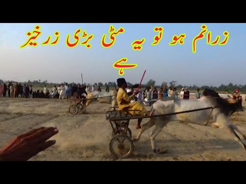 New Bull Race 2022-10-23