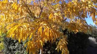 Sunburst Honeylocust in Fall Color