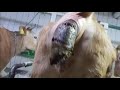 Cow Poop