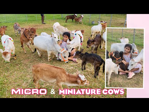 , title : 'Micro & miniature cows | Nadipathy Goshala  |  Andhra Pradesh'