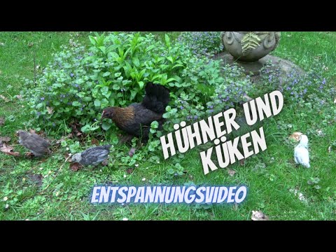 Hühner Entspannungsvideo - Unterwegs mit Küken - Naturgeräusche ohne Kommentar - ohne Musik