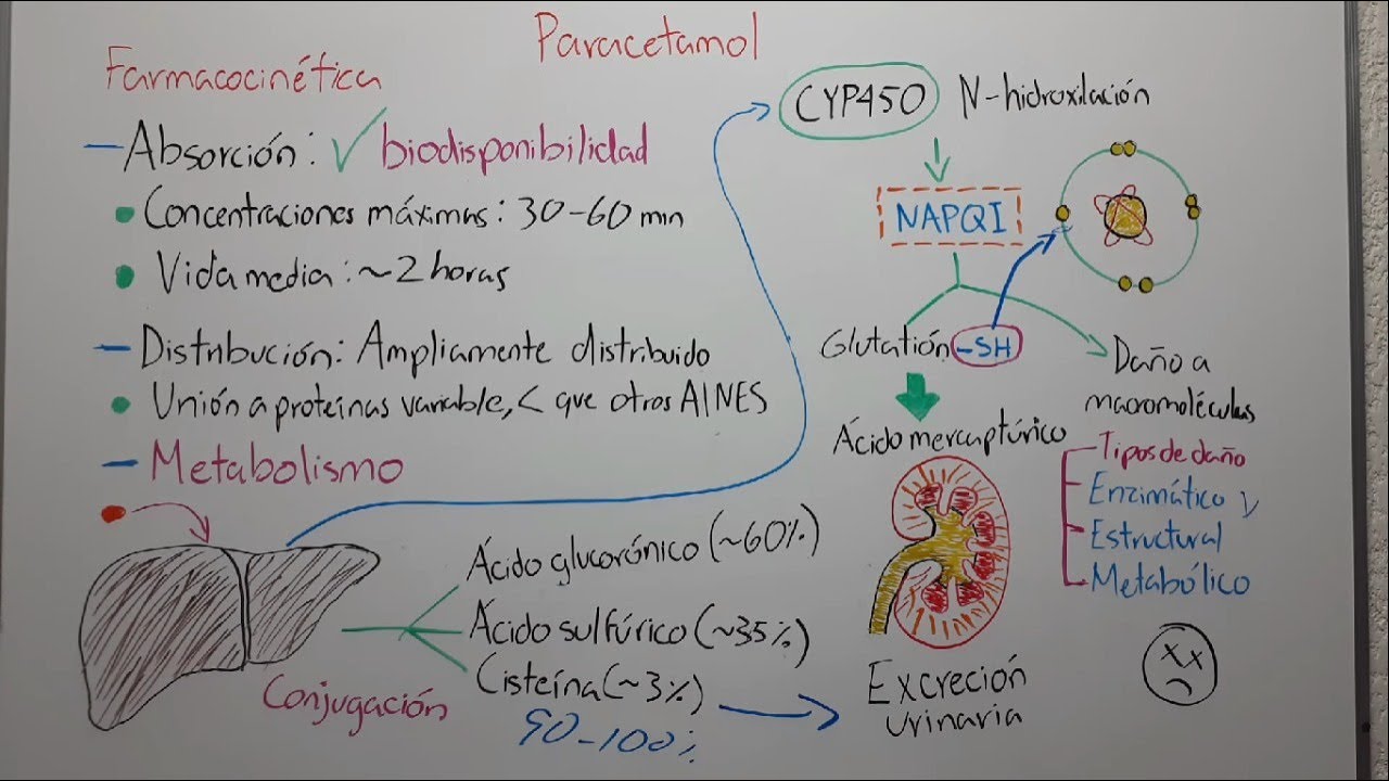 🔴 FARMACOCINÉTICA DEL PARACETAMOL: ABSORCIÓN, DISTRIBUCIÓN, METABOLISMO Y EXCRECIÓN