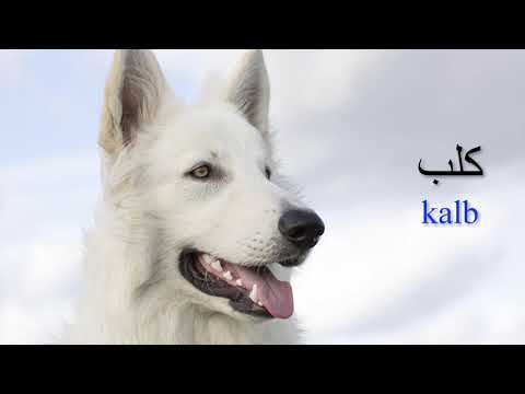 How to Create Mnemonics for Foreign Language Vocabulary