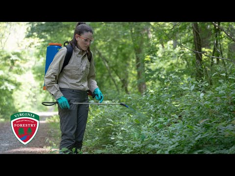 Triclopyr Herbicides Explained