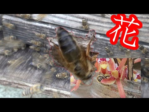 ミツバチに優しい多年草: 最良の種類 トピックス