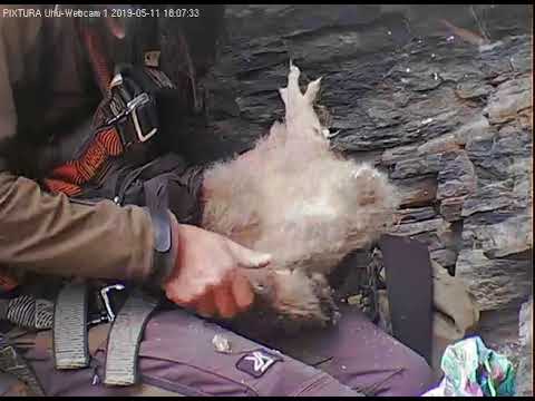 11/05/2019  18:00  Owlets get rings