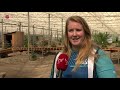 Ondernemers in Flevoland langer in het ongewisse door uitstel versoepelingen.