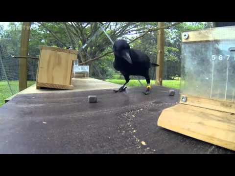Crow Solves An 8 Step Puzzle  To Get Food. Incredible!