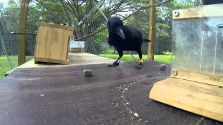 Crow Solves An 8 Step Puzzle  To Get Food. Incredible!