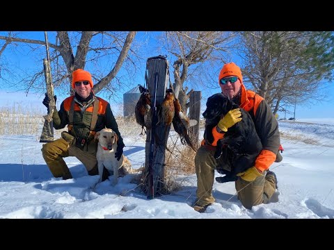 South Dakota's Late Pheasant Season | The Flush: Season 14, Episode 12